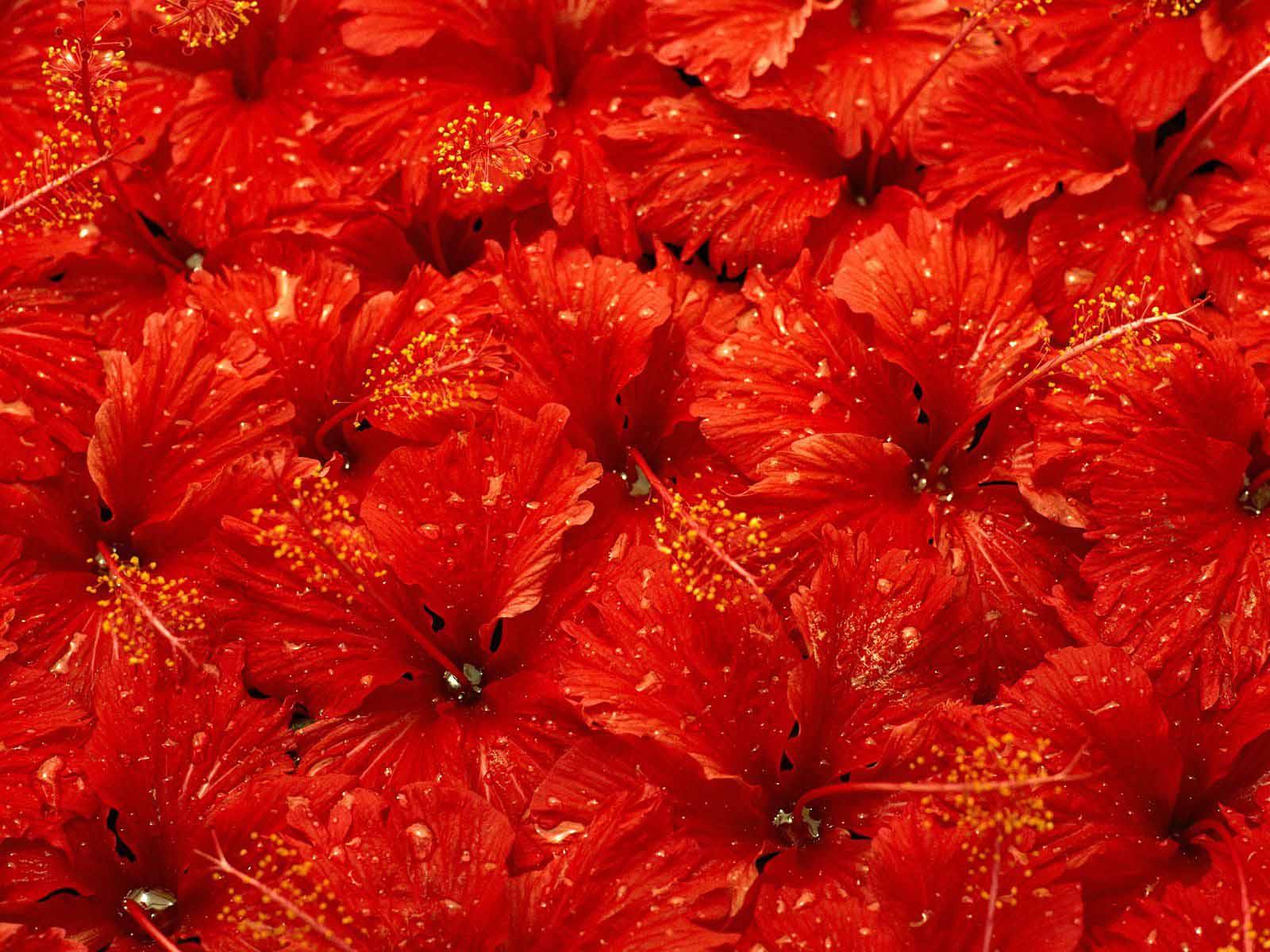 Красный контрастный цветок бесплатно